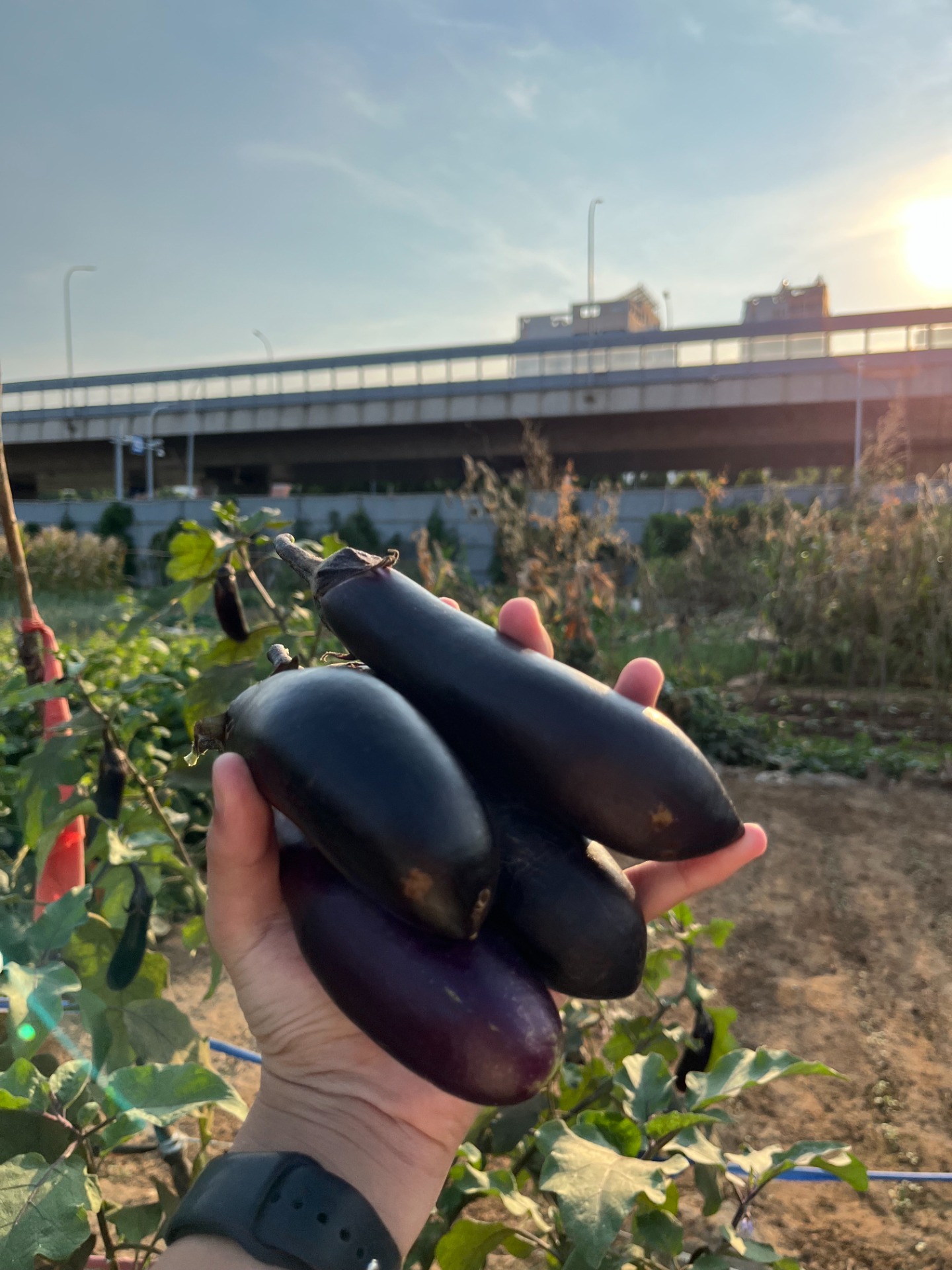 Aubergines plukken in de groentetuin van mijn oma!