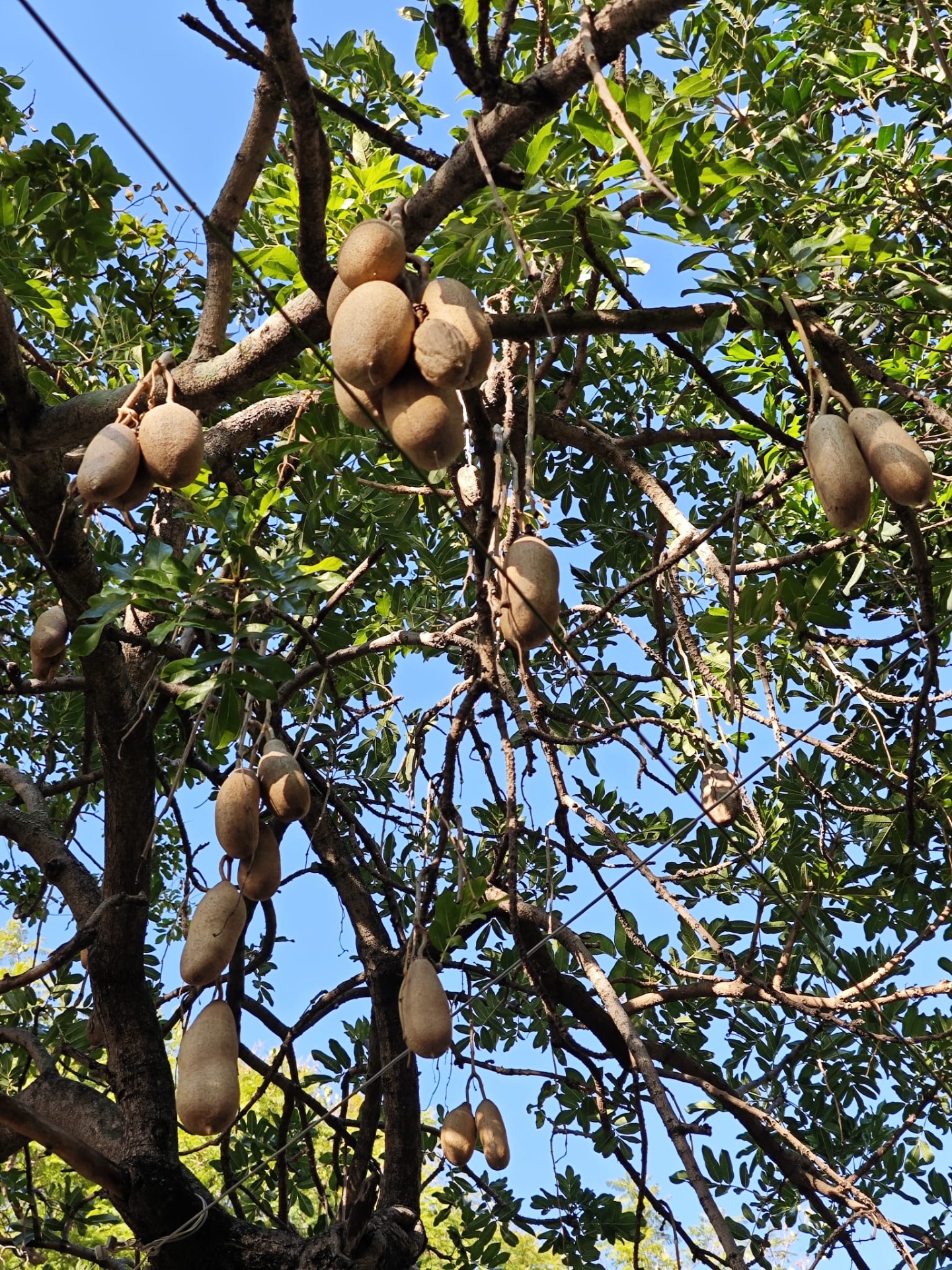 De kigelia africana!