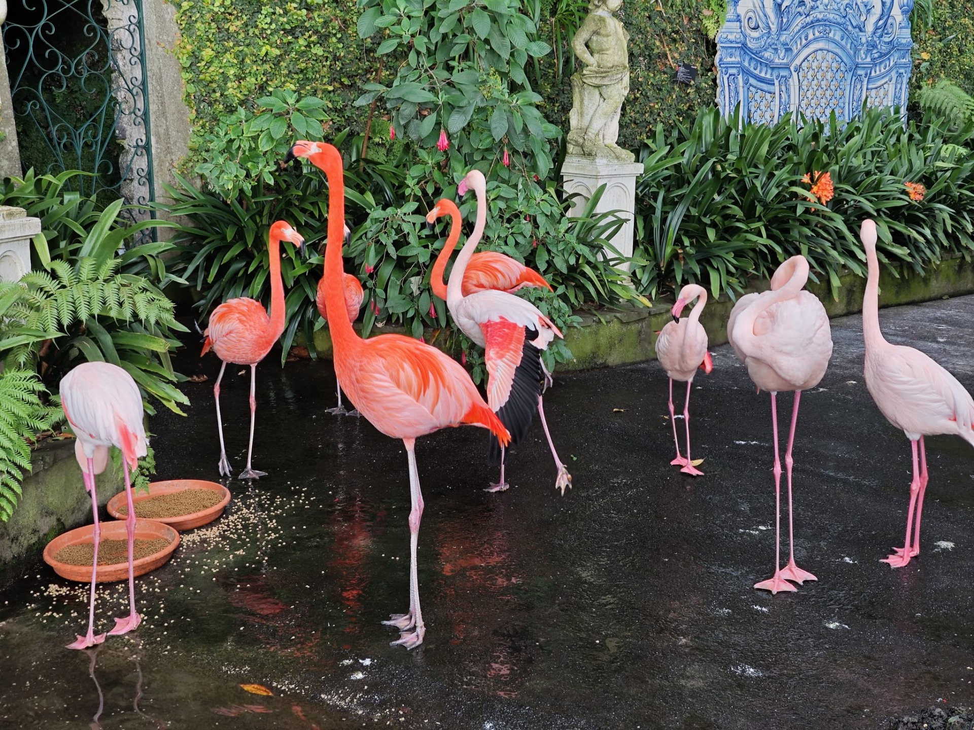 Flamingo's in de tropische tuin!