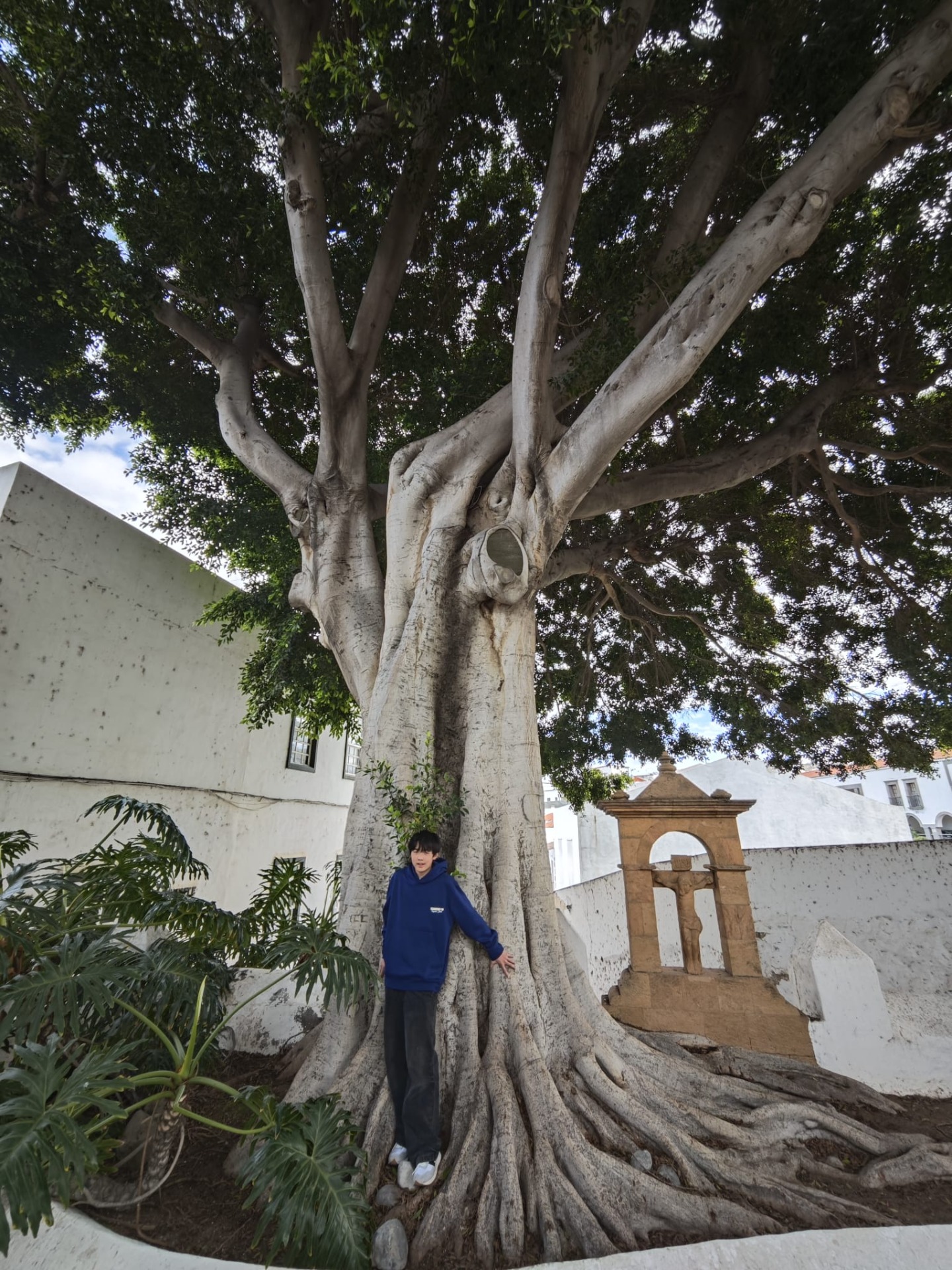 Op selfie met de Mooie Boom van de Indische Laurier